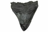 Serrated, Fossil Megalodon Tooth - South Carolina #356860-1